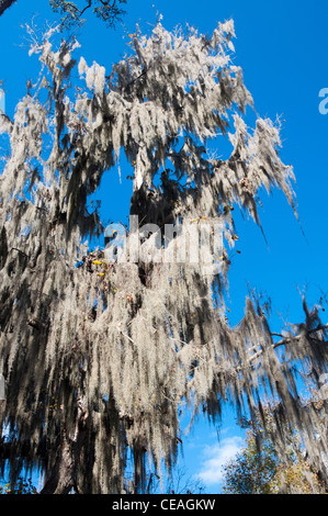 Tillandsia usneoides mousse espagnole, le cyprès chauve, Taxodium distichum arbres près de Santa Fe river, Florida, United States Banque D'Images