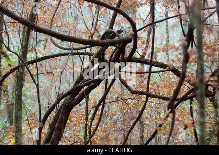 Vignes de liane épaisses et tordues dans la forêt du parc d'État d'Ichetucknife Springs, Floride, États-Unis. Banque D'Images
