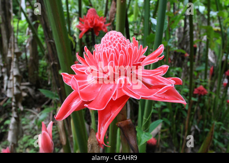 Ginger Etlingera elatior torche, à Phuket, Thaïlande Banque D'Images