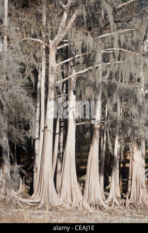 Cyprès chauve, Taxodium distichum près de Santa Fe river, Florida, United States, USA Banque D'Images