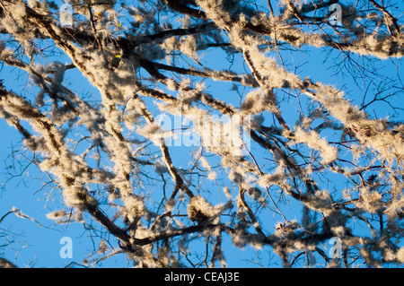 Mousse espagnole (Tillandsia usneoides) poussant sur des branches de cyprès chauve (Taxodium distichum) en Floride, États-Unis. Banque D'Images