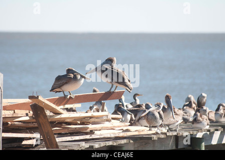 Le Pélican brun assis sur la jetée de Cedar Key, Florida, USA Banque D'Images