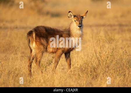 (Kobus ellipsiprymnus jeune waterbuck) en fin d'après-midi, lumière, Afrique du Sud Banque D'Images