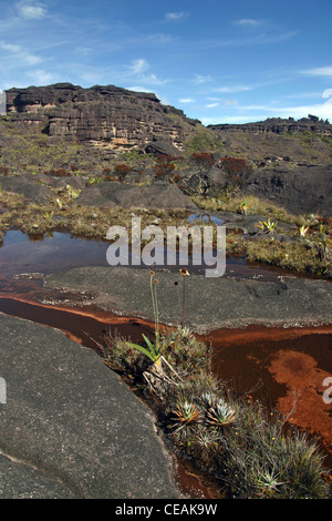 L'étrange paysage près du sommet (El Carro) du mont Roraima (Tepui) au Venezuela. Le sommet est dans la distance. Banque D'Images