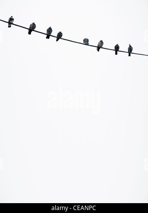Oiseaux sur un fil Banque D'Images