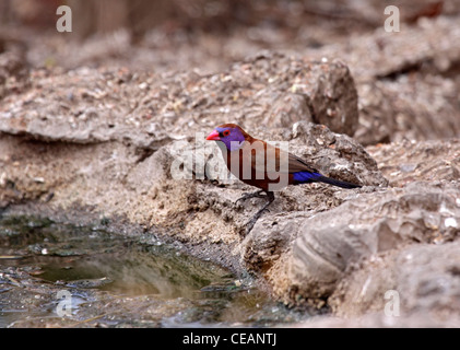 Hibou waxbill violet en Namibie Banque D'Images