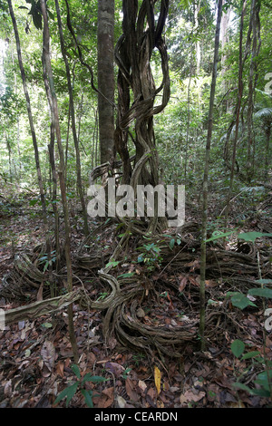 Plantes grimpantes, Liana, dans la forêt tropicale primaire, Rewa, Rupununi, Guyana, en Amérique du Sud. Banque D'Images