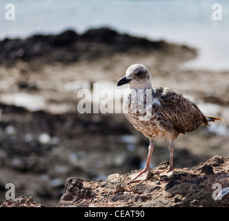 Une mouette sur l'île de Lobos, Fuerteventura Banque D'Images