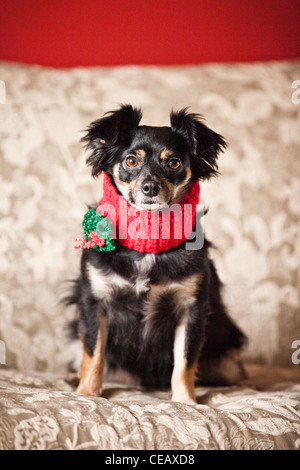 Portrait of dog wearing scarf Banque D'Images