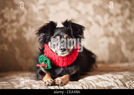 Portrait of dog wearing scarf Banque D'Images