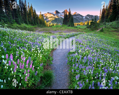 Fleurs sauvages, chemin et montagnes. Tatoosh Mt Rainier National Park, Washington Banque D'Images