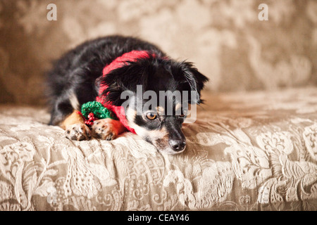 Portrait of dog wearing scarf Banque D'Images