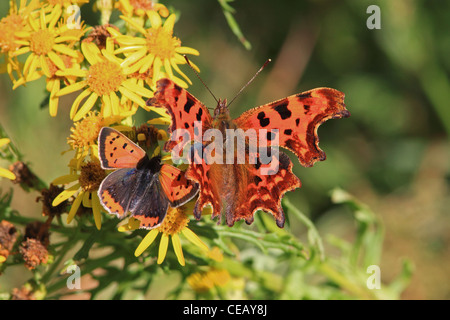 Virgule ( Polygonia c-album ) Petit cuivre ( Lycaena phaeas ) papillons sur Séneçon commun ( Senecio jacobaea ) fleur sauvage Banque D'Images