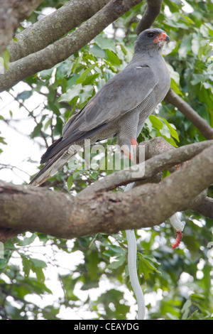 Pale Chanting-Goshawk, Melierax canorus,perché dans un arbre avec un serpent qu'il a juste tué. Le Masai Mara, Kenya, Banque D'Images