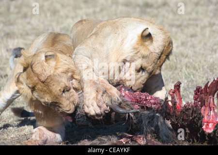 Deux Lions africains masculins, Panthera leo, les combats sur une carcasse de gnou. Le Masai Mara, Kenya. Banque D'Images