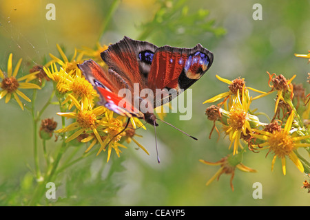 ( Peacock Inachis io ) papillon sur Séneçon commun ( Senecio jacobaea ) fleur sauvage Banque D'Images
