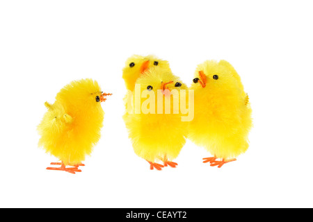 Chicklings jaune, photo sur le fond blanc Banque D'Images