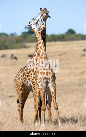 Deux hommes, race, Masai Giraffe Giraffa camelopardalis, luttant pour établir la priorité de reproduction, Masai Mara, Kenya Banque D'Images