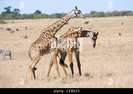 Deux hommes, race, Masai Giraffe Giraffa camelopardalis, luttant pour établir la priorité de reproduction, Masai Mara, Kenya Banque D'Images