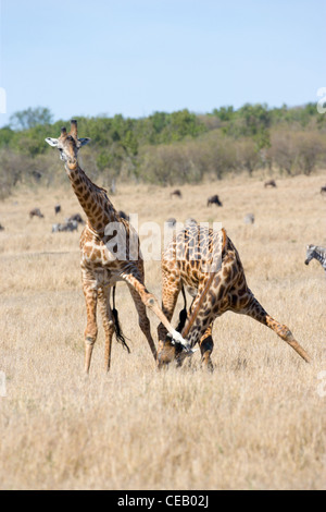 Deux hommes, race, Masai Giraffe Giraffa camelopardalis, luttant pour établir la priorité de reproduction, Masai Mara, Kenya Banque D'Images