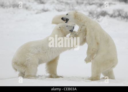 La lutte contre l'ours polaire sur la neige ont obtenu jusqu'à entraver les jambes. Banque D'Images