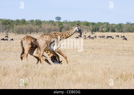 Deux hommes, race, Masai Giraffe Giraffa camelopardalis, luttant pour établir la priorité de reproduction, Masai Mara, Kenya Banque D'Images