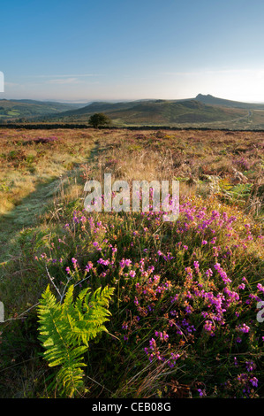 Vue de Rippon vers Tor avec Haytor fern et Heather in early morning light, août 2011. Banque D'Images