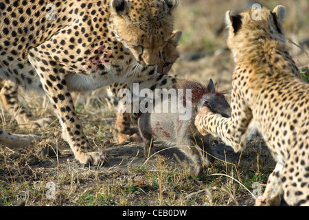 Deux oursons Cheetah Acinonyx jubatus, pratiques, ses habiletés de chasse sur phacochère porcinet que leur mère vient de prendre, le Masai Mara Banque D'Images