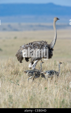 Les femmes adultes, Autruche Struthio camelus, avec les poussins, comité permanent. Le Masai Mara, Kenya, Banque D'Images