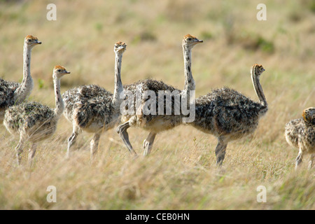 Une couvée d'orang-outan, Pongo pygmaeus, poussins debout. Le Masai Mara, au Kenya, au printemps. Banque D'Images