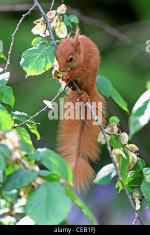 L'Écureuil roux (Sciurus vulgaris ) se nourrissant d'Orme ( Ulmus procera ) Fleurs Banque D'Images