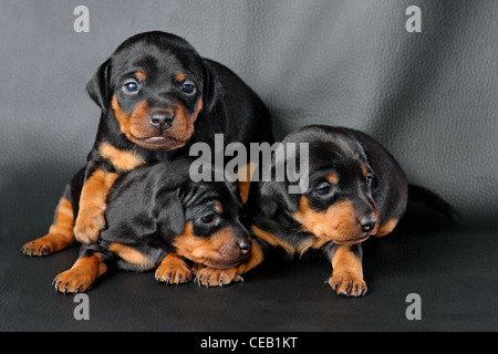 Le pinscher nain, chiot 3 semaines, se trouvant en face de fond noir Banque D'Images