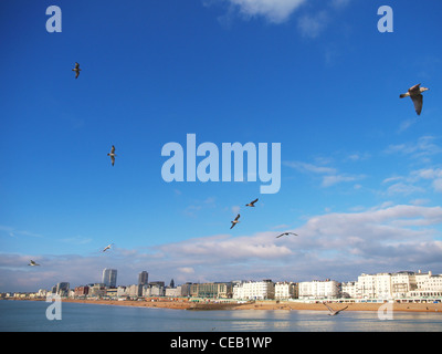 Les mouettes volent dans l'air de la mer, au large de la côte de Brighton Banque D'Images