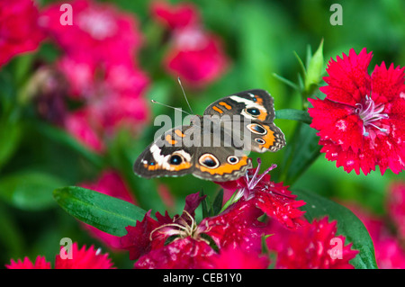 Papillon Buckeye commun Banque D'Images