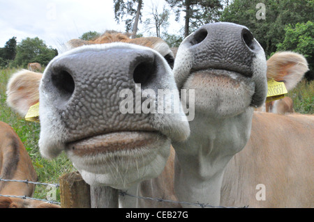 Deux vaches de Jersey sur l'appareil photo Banque D'Images