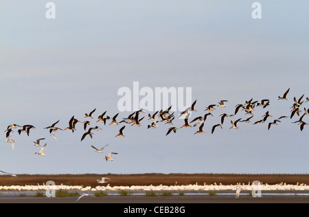 Un troupeau d'écumoires noires, Rynchops niger roues au-delà de l'eau peu profonde de la baie à côté de la jetée de Bolivar, au Texas. Banque D'Images