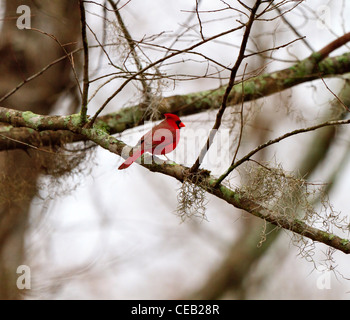 Cardinal rouge, Cardinalis cardinalis Banque D'Images