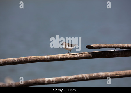 Chevalier grivelé (Actitis hypoleucos commun). Migrants d'hivernage de l'Europe. Lac Awasa Ethiopie, ici. Novembre. Banque D'Images