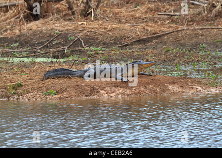 Jeune alligator, Alligator mississippiensis basking à côté de le marais à Brazos Bend State Park en janvier. Banque D'Images