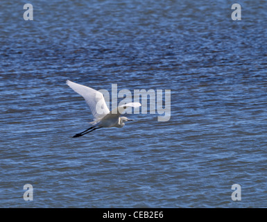 Un blanc-rougeâtre, morph Egret Egretta rufescens en vol Banque D'Images