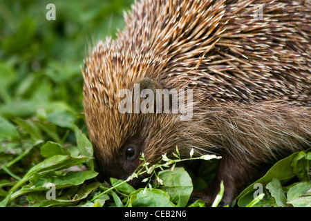 Hedgehog dans jardin Banque D'Images