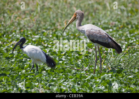 Ibis sacré (Threskiornis aethiopicus), à gauche, à bec jaune immatures Stork (Ibis ibis), droite, debout parmi les jacinthes d'eau. Banque D'Images