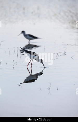 Black-winged pilotis (Himantopus himantopus). Se nourrir dans les eaux peu profondes du lac Ziway, Éthiopie. Banque D'Images