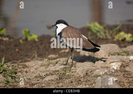 (Vanellus spinosus). Lac Beseka, Éthiopie. Banque D'Images