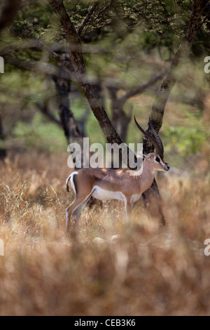 La gazelle de Grant (Gazelle gazelle acuum). Race éthiopienne de cette espèce très répandue en Afrique de l'Est. Banque D'Images