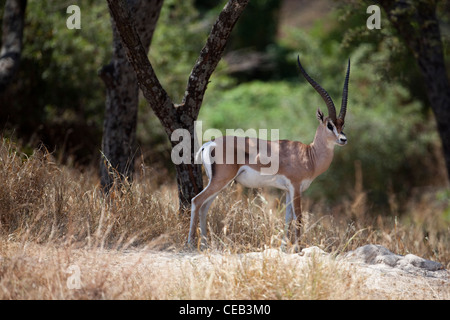 La gazelle de Grant (Gazelle gazelle acuum). Race éthiopienne de cette espèce très répandue en Afrique de l'Est. Banque D'Images