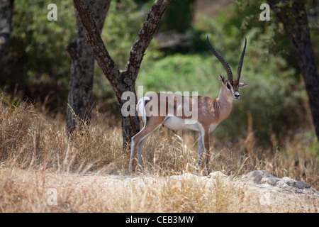 La gazelle de Grant (Gazelle gazelle acuum). Race éthiopienne de cette espèce très répandue en Afrique de l'Est. Banque D'Images