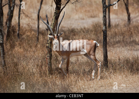 La gazelle de Grant (Gazelle gazelle acuum). Se frottant contre cou tronc d'arbre. Race éthiopienne de cette espèce très répandue en Afrique de l'Est. Banque D'Images