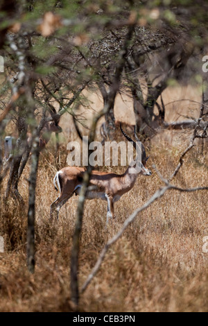 La gazelle de Grant (Gazelle gazelle acuum). Race éthiopienne de cette espèce très répandue en Afrique de l'Est. Banque D'Images