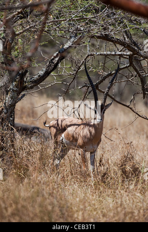 La gazelle de Grant (Gazelle gazelle acuum). Race éthiopienne de cette espèce très répandue en Afrique de l'Est. Banque D'Images